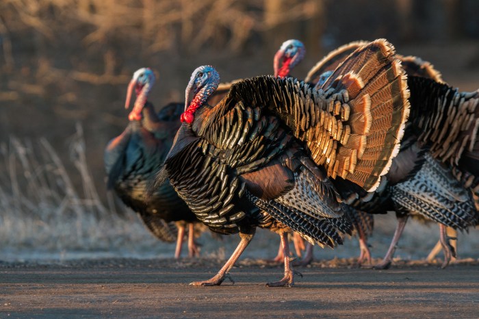Wild Turkey | Audubon Field Guide Turkey resorts for families with outdoor activities
