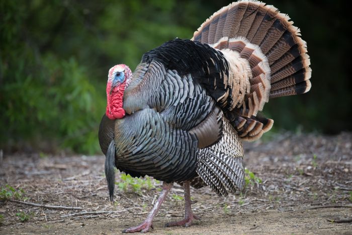 6 wacky facts about wild turkeys - Cottage Life Turkey family resorts near the beach recommendations